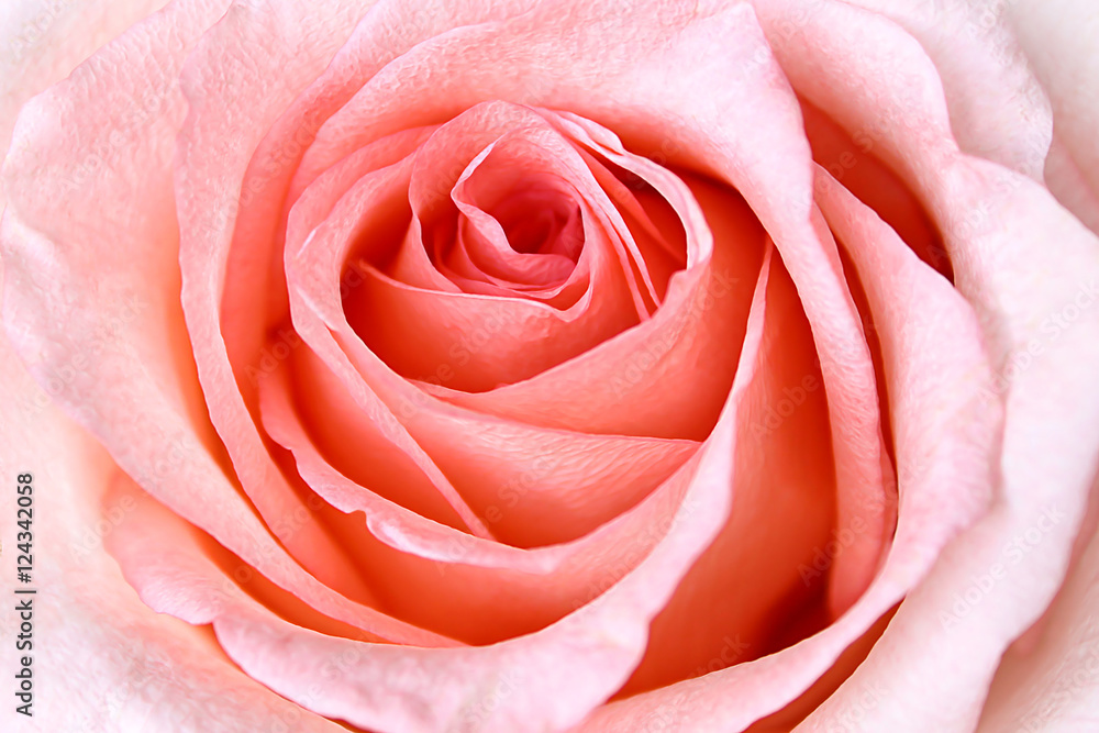 Obraz premium Beautiful Pink Rose