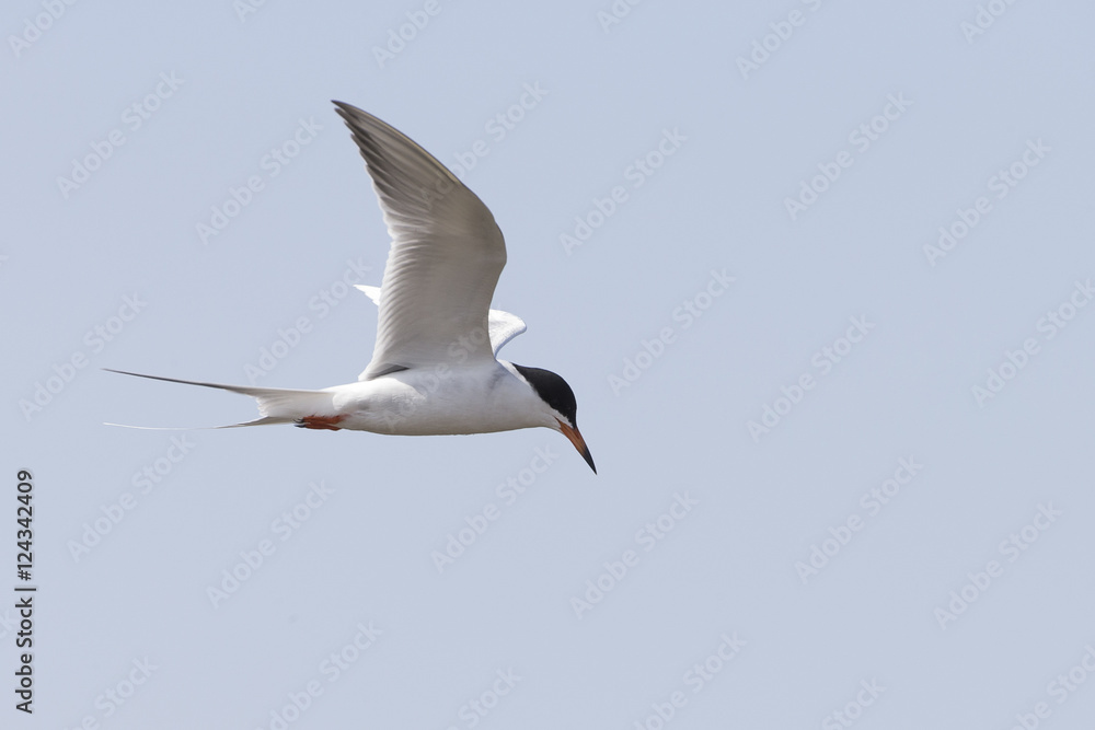Tern flying looking for fish in water Tern flying looking for fish in water
