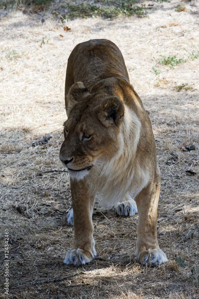 Fototapeta premium Lion