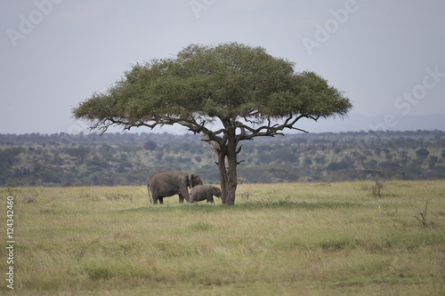 Elephants under Acacia tree in Serengeti