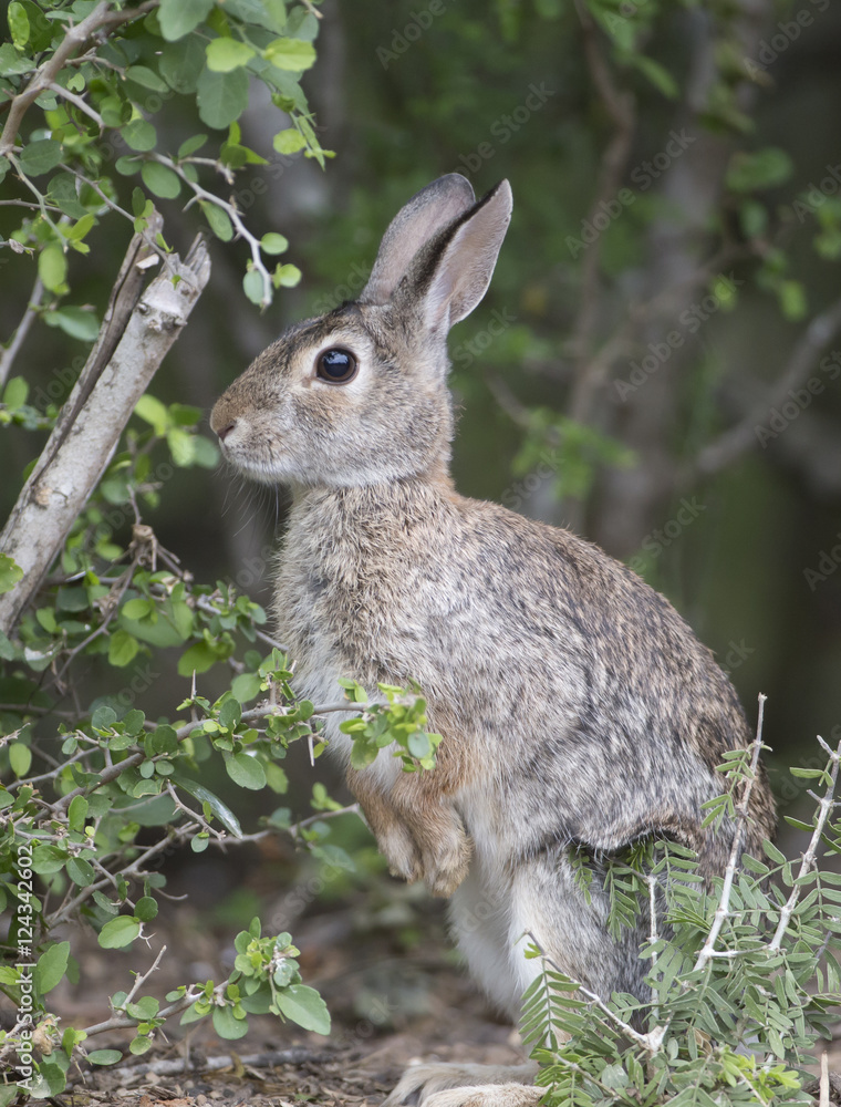 Fototapeta premium Eastern Cottontail feeding