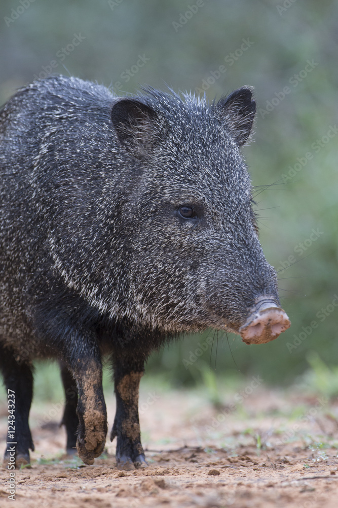 Adult Javelina at Rio Grand Valley Ranch Adult Javelina at Rio Grand Valley Ranch