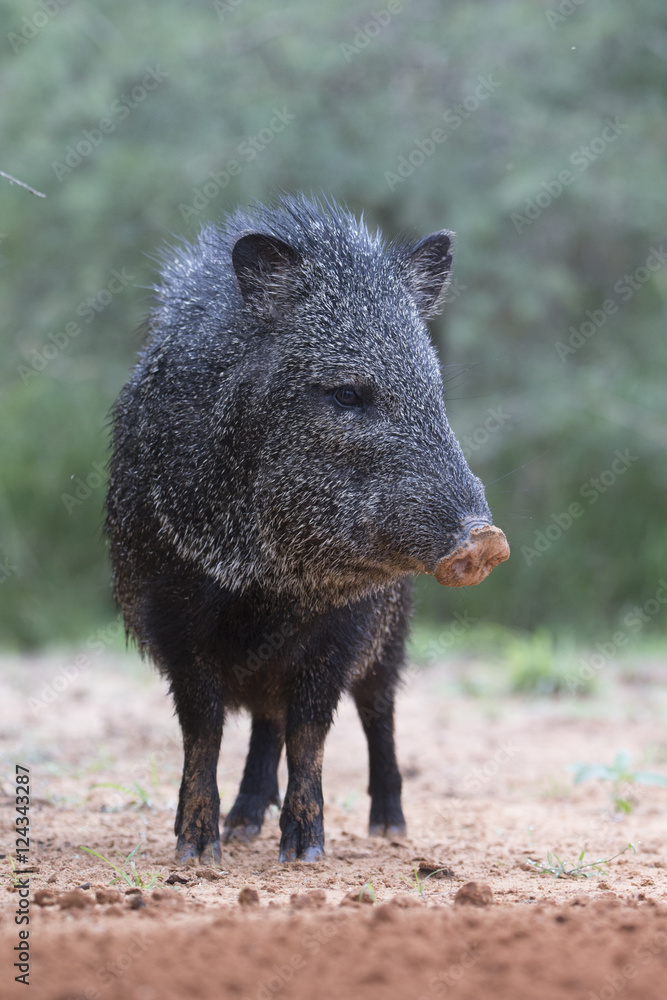 Adult Javelina at Rio Grand Valley Ranch Adult Javelina at Rio Grand Valley Ranch