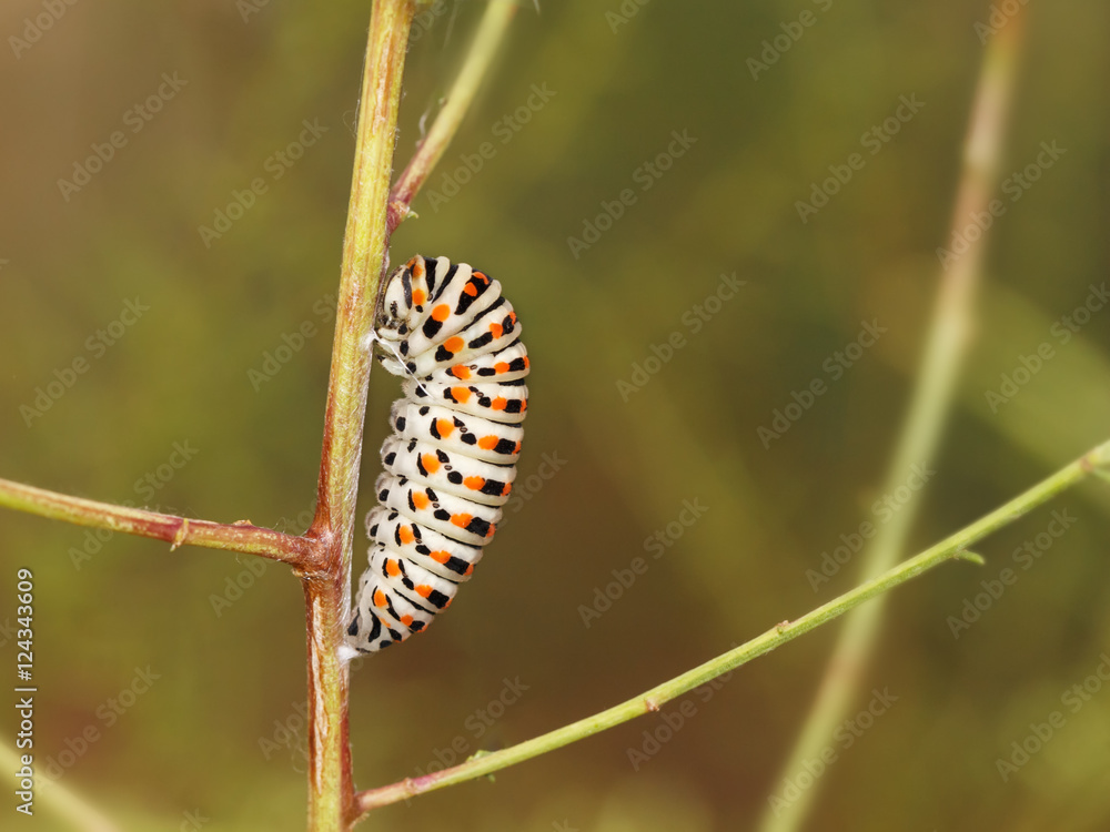 Catterpillar of Papilio machaon nearing its final days as a caterpillar. 