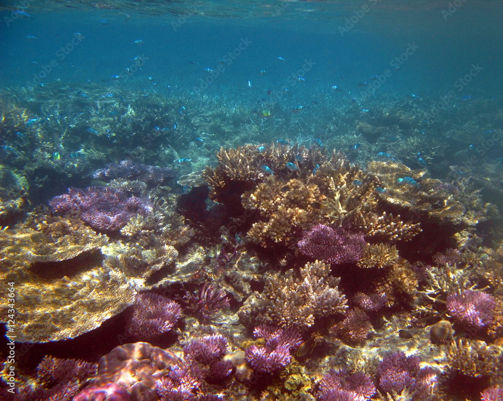 Naklejka premium colorful coral reef