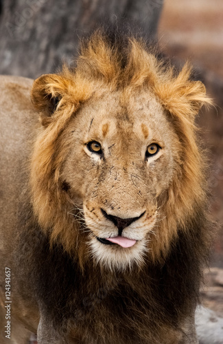 Dark Mane Male Lion  Sabi Sand Game Reserve  South Africa