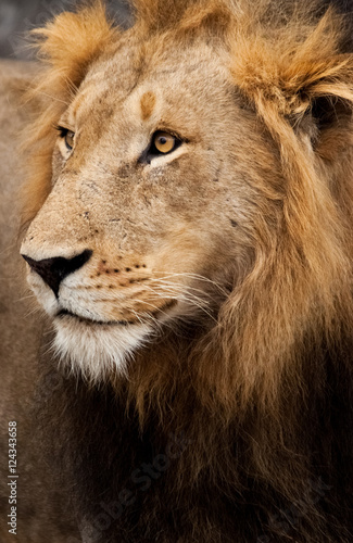 Dark Mane Male Lion  Sabi Sand Game Reserve  South Africa