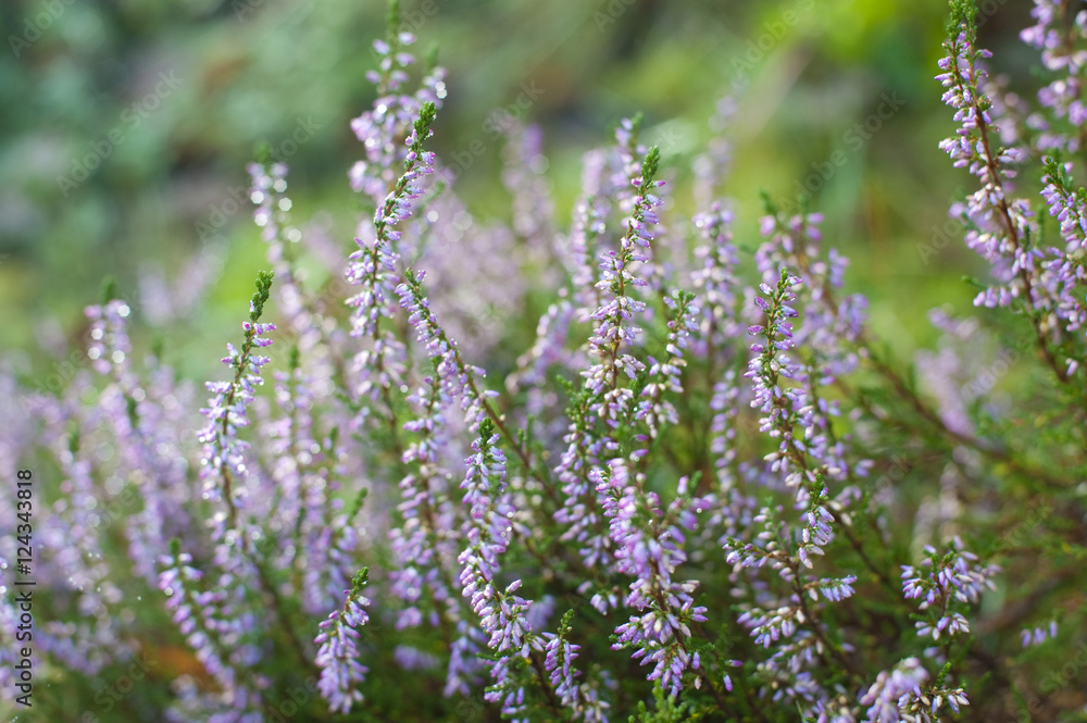 Obraz premium Purple heather flowering