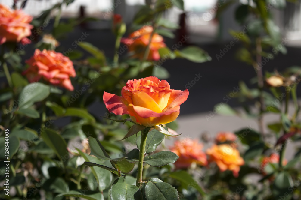 Beautiful Orange Rose Beautiful Orange Rose