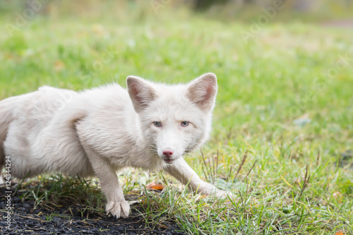 white Fox lurking in the grass