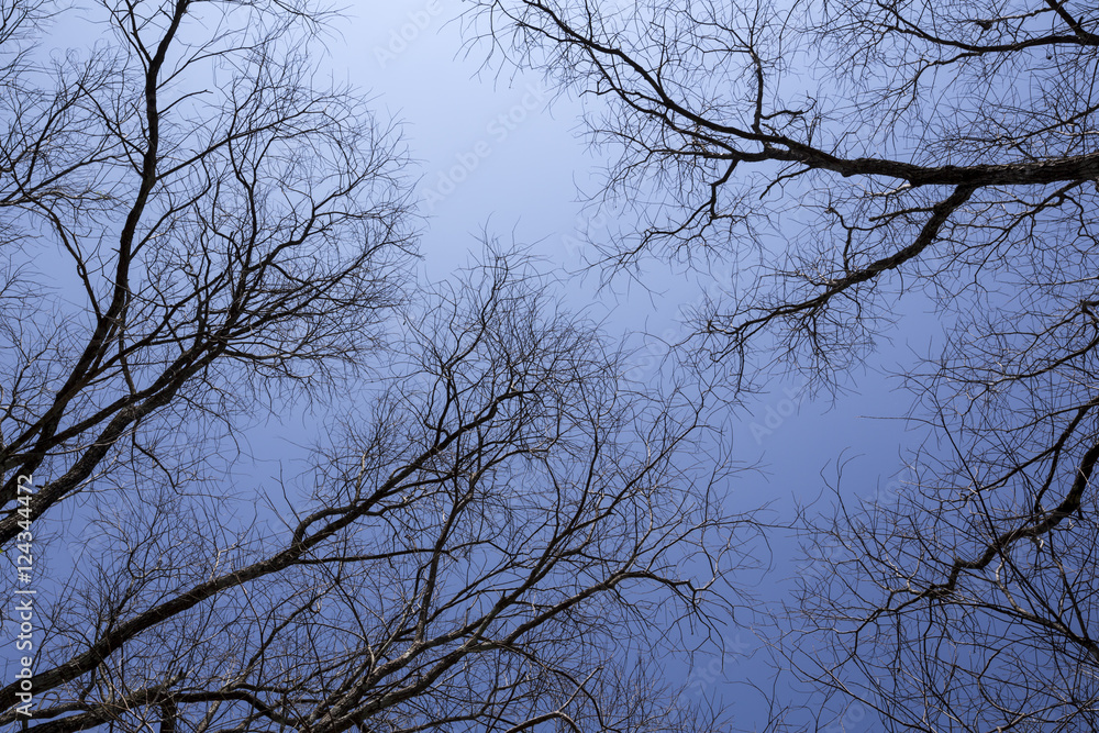pattern of dry tree branches against blue sky pattern of dry tree branches against blue sky