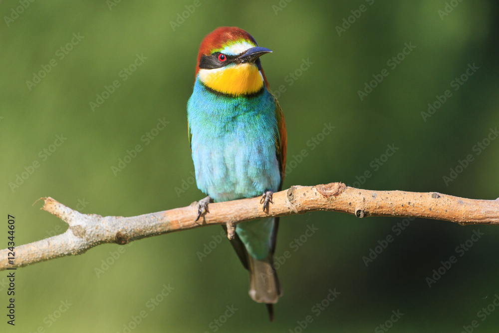 Merops apiaster sitting on a dry branch green background Merops apiaster sitting on a dry branch green background