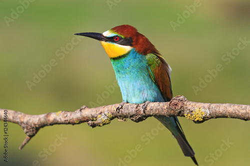 Beautiful bird with colorful plumage © drakuliren