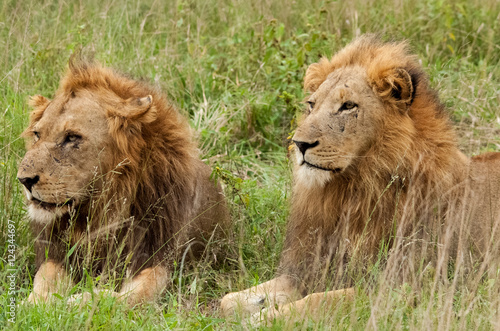 A pair of male lions, Sabi Sand Game Reserve, South Africa