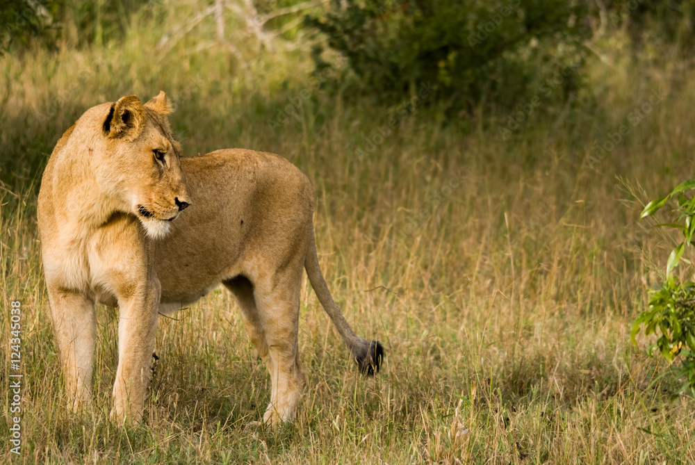 Lion Landscape, Sabi Sand Game Reserve, South Africa Lion Landscape, Sabi Sand Game Reserve, South Africa