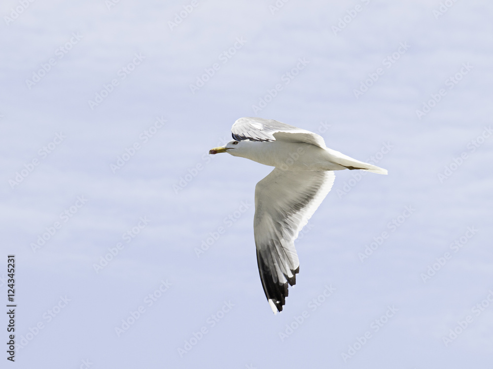 Seagull flying sky Seagull flying sky