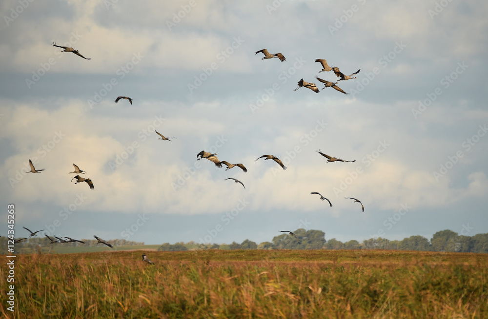 Fototapeta premium Kraniche heben ab