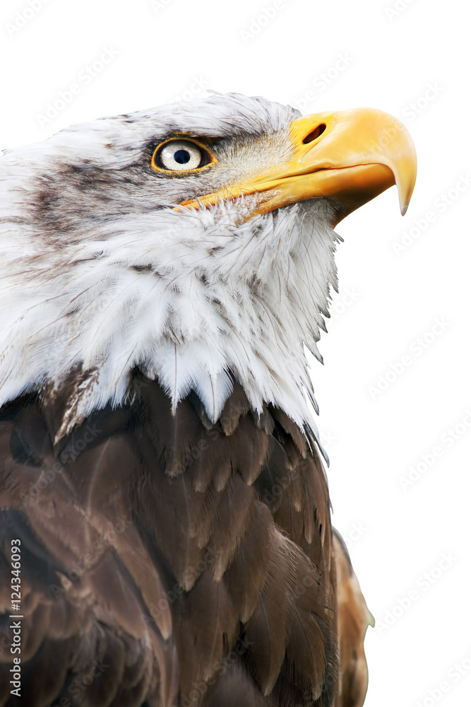 Fototapeta premium american bald eagle close up , haliaeetus leucocephalus , isolated in white background