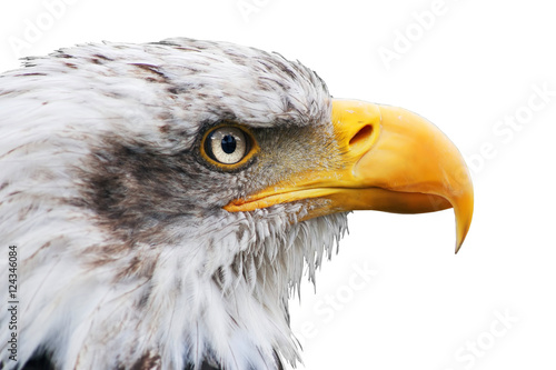 american bald eagle close up , haliaeetus leucocephalus , isolated in white background