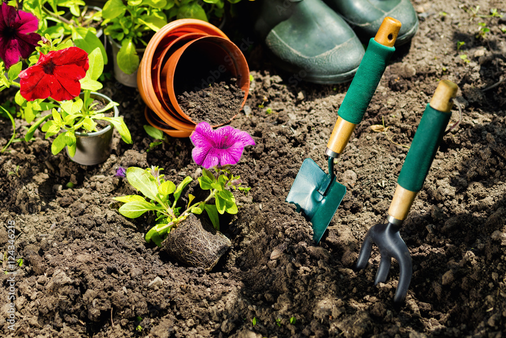 Gardening tools and flowers in the garden. Watering can, rubber boots, flowers, vases, garden tools, rubber gloves. Gardening composition. Garden, green bushes, yield ground. Working in the garden. Gardening tools and flowers in the garden. Watering can, rubber boots, flowers, vases, garden tools, rubber gloves. Gardening composition. Garden, green bushes, yield ground. Working in the garden.