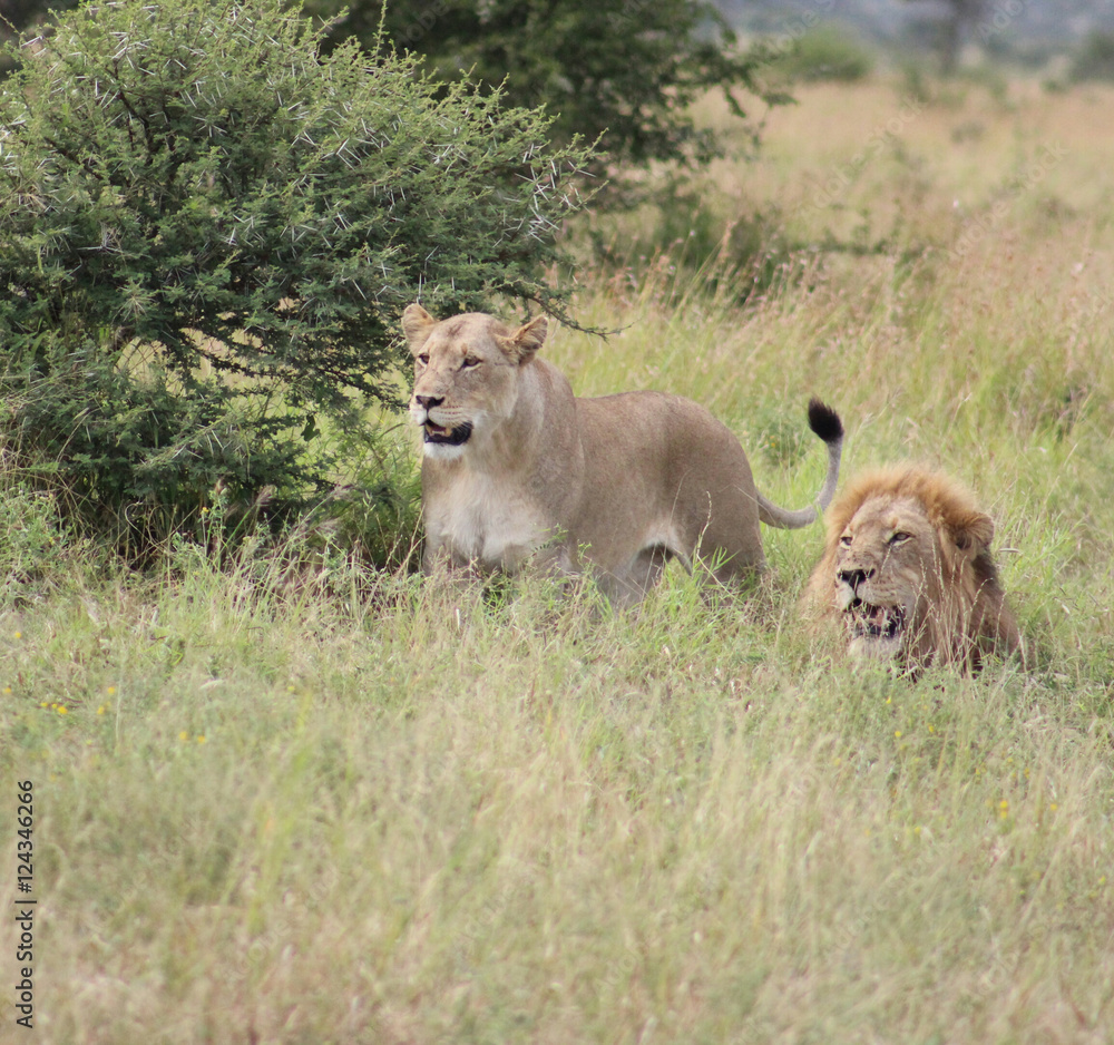 Naklejka premium African lion's looking at antilope in the distance