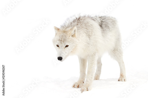 Fototapeta Naklejka Na Ścianę i Meble -  A lone Arctic wolf (Canis lupus arctos) isolated on white background closeup in the winter snow in Canada