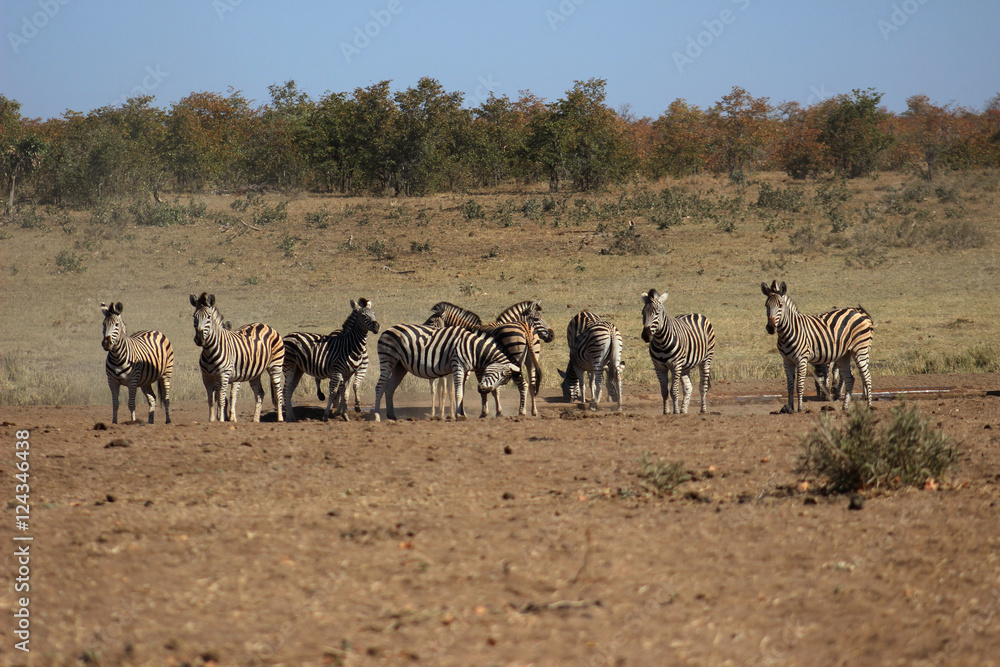 Plains zebra at drinking hole Plains zebra at drinking hole