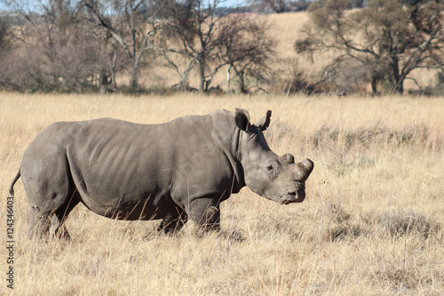 White rhinoceros © Riaan Albrecht