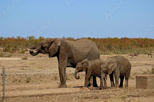 elephant and calves drinking water