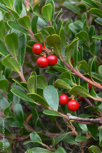 Uva ursina (Arctostaphilos uva-ursi) bacche rosse