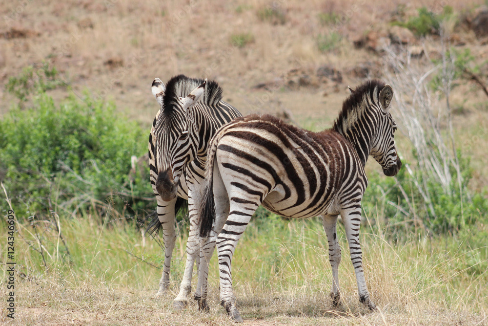 Fototapeta premium Zebra standing in the sun