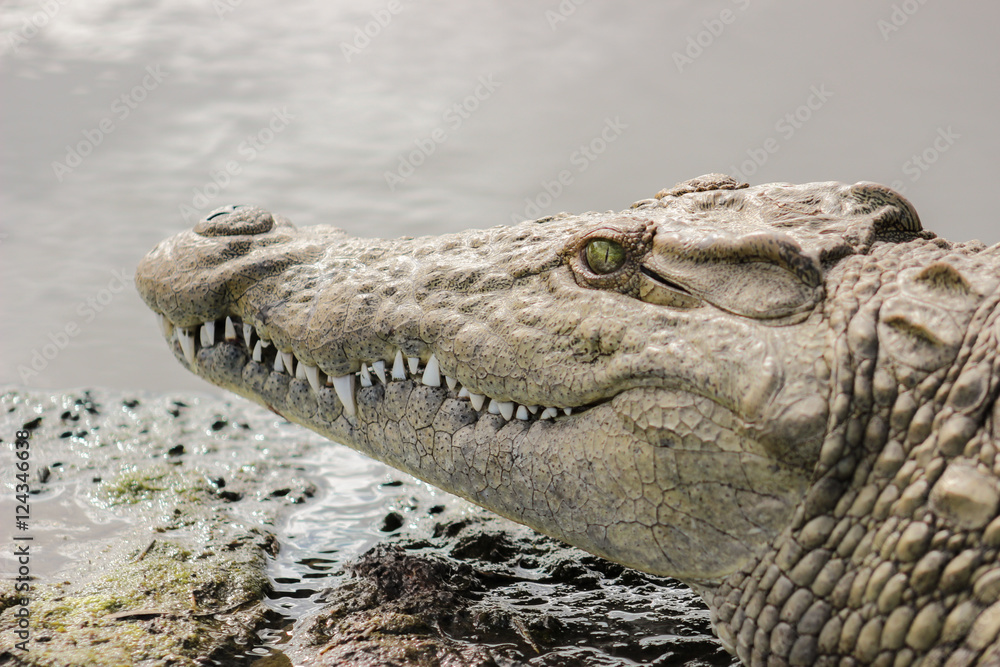 Obraz premium Nile crocodile portrait