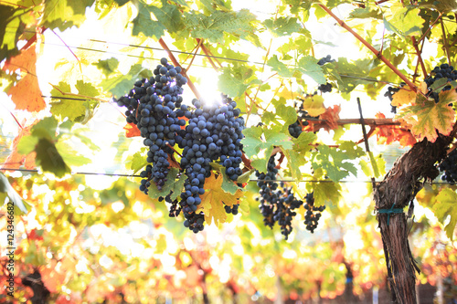 blue grapes