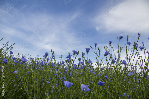 Champs de lin en fleurs