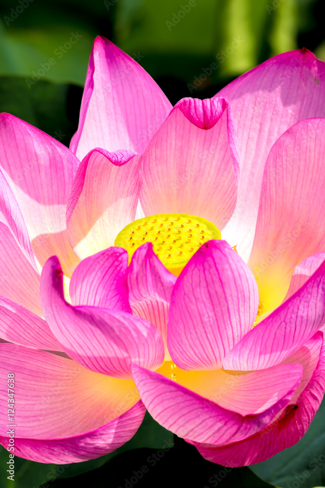 The Lotus Flower.Background is the lotus leaf. The Lotus Flower.Background is the lotus leaf.