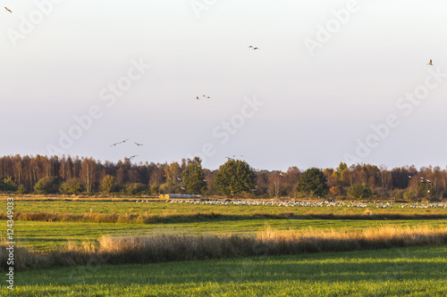 Kraniche auf dem Weg zu den Schlafplätzen im Günnemoor und Huvenhoopsmoor photo