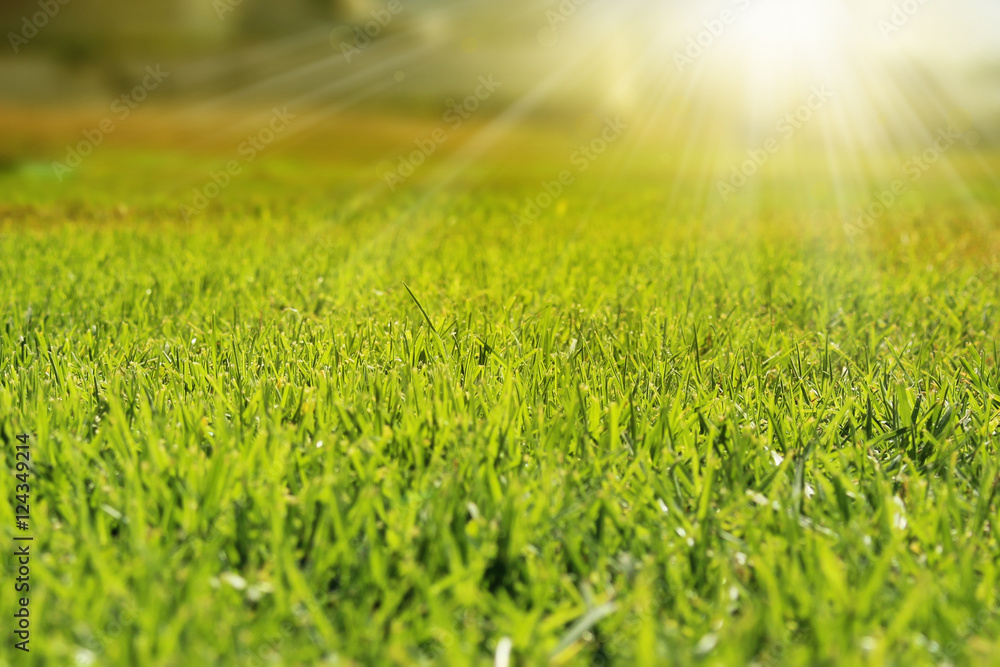 Fresh trimmed green grass in sunlight rays. Abstract foliage background in soft focus. Fresh trimmed green grass in sunlight rays. Abstract foliage background in soft focus.