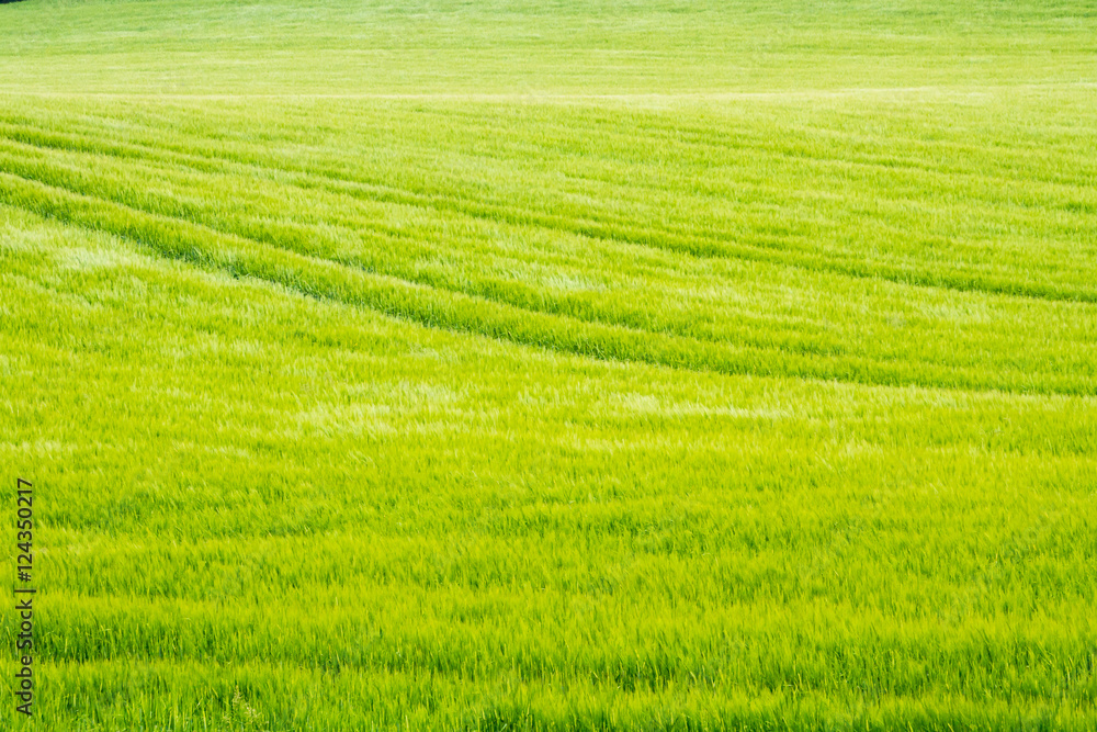 Crops blowing in the wind