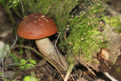 подосиновик во мху в осеннем лесу