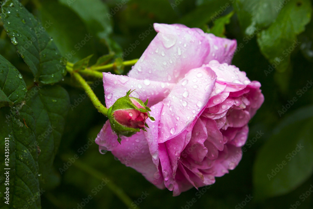 Rose with the rain drops Rose with the rain drops