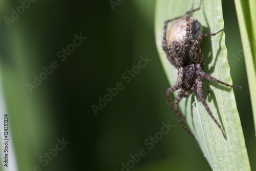 Insect on leaf (spider)