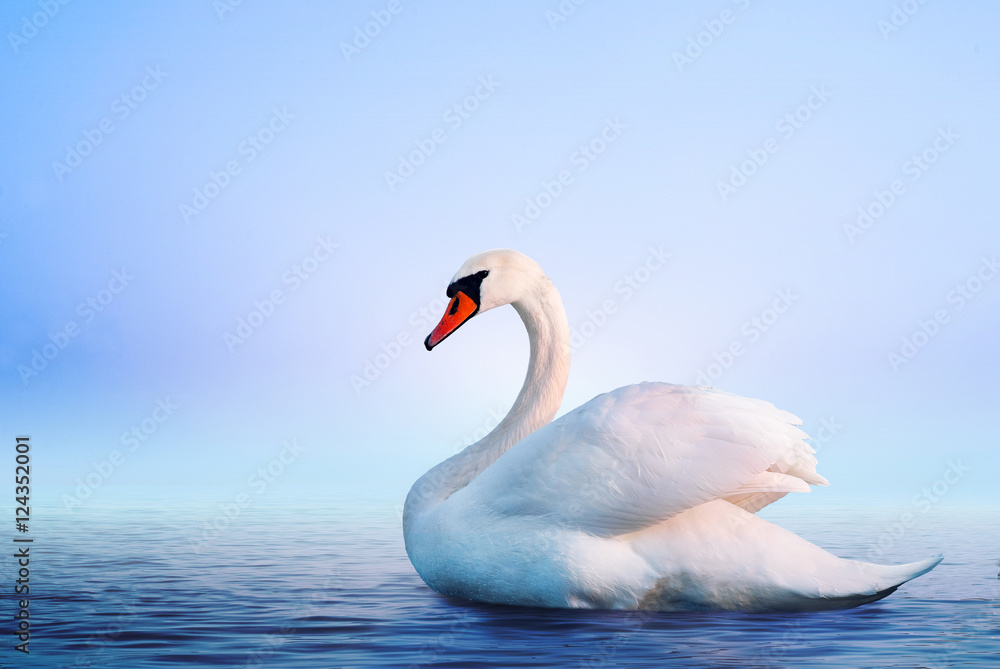 Fototapeta premium White swan in the foggy lake at the dawn. Morning lights. Romantic background. Beautiful swan. Cygnus. Romance of white swan with clear landscape.