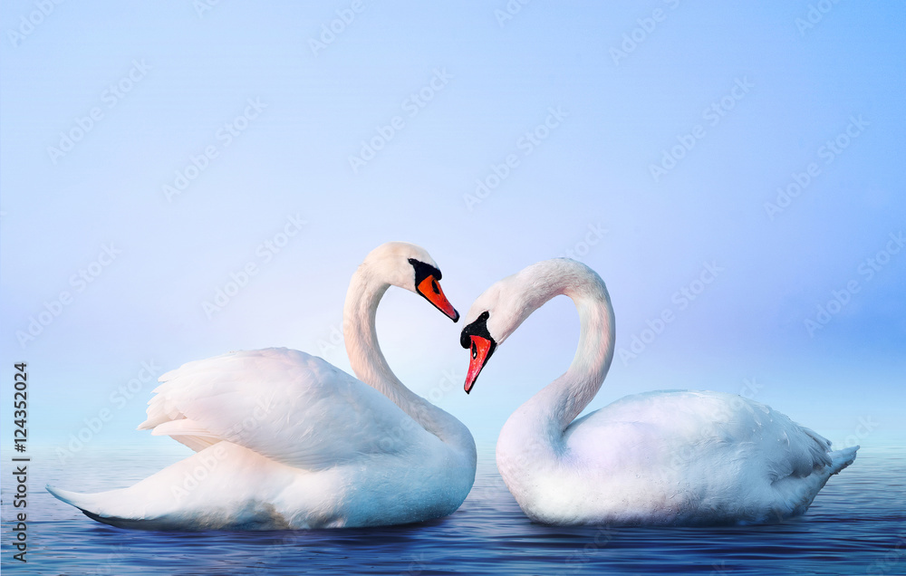 Fototapeta premium White swan in the foggy lake at the dawn. Morning lights. Romantic background. Beautiful swan. Cygnus. Romance of white swan with clear landscape.