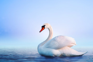 Acrylglasbilder Schwan Weißer Schwan im Morgennebel  © dimazel