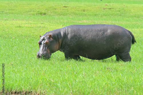 Behemoth  Hippopotamus amphibius  on the Green Grass