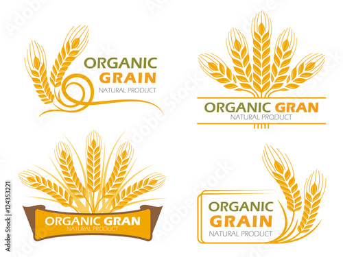 Yellow paddy barley rice organic grain products and healthy food banner sign vector set design