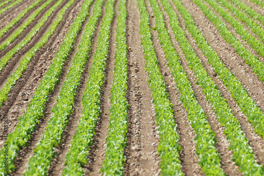 Field of salad Field of salad