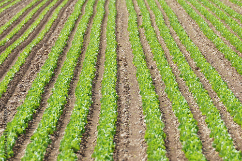 Field of salad