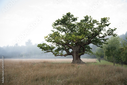 Couple of hundreds year old oak tree