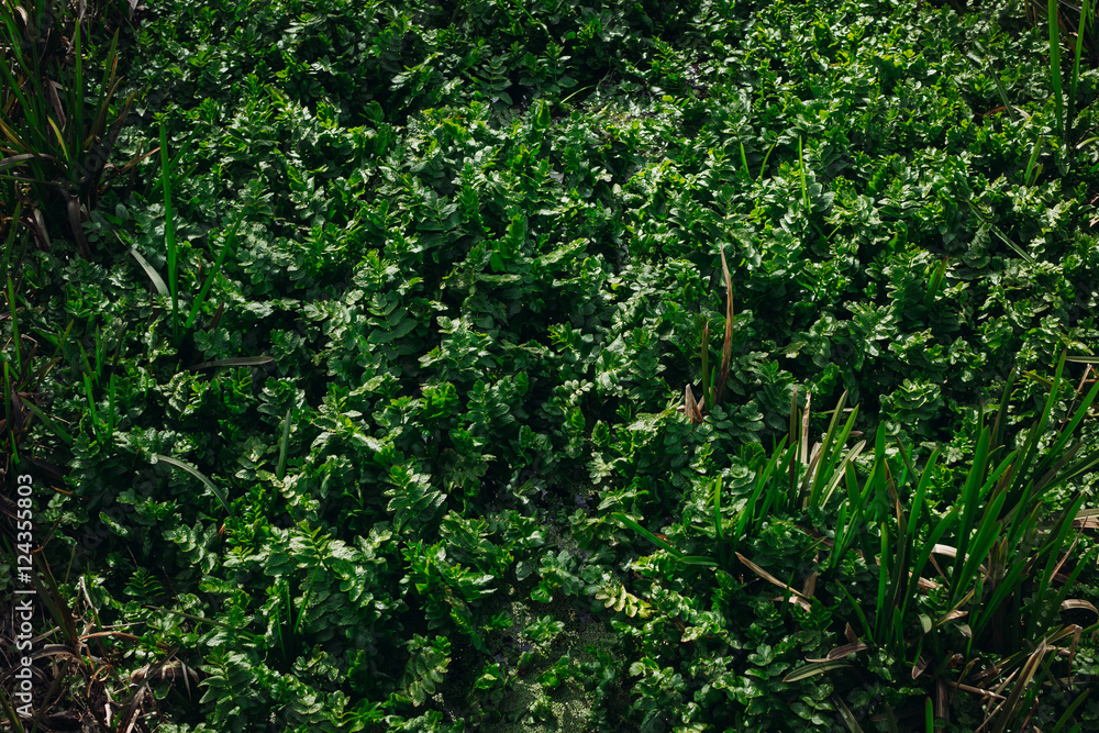 Fototapeta premium A lot of green